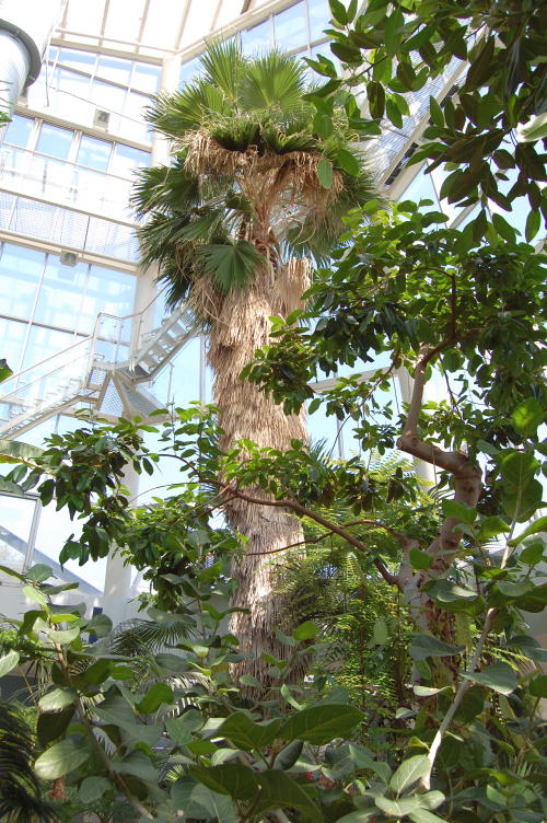 tallinas-botaniskais-darzs botaniskais darzs tallina 10 Tallinas botāniskais dārzs