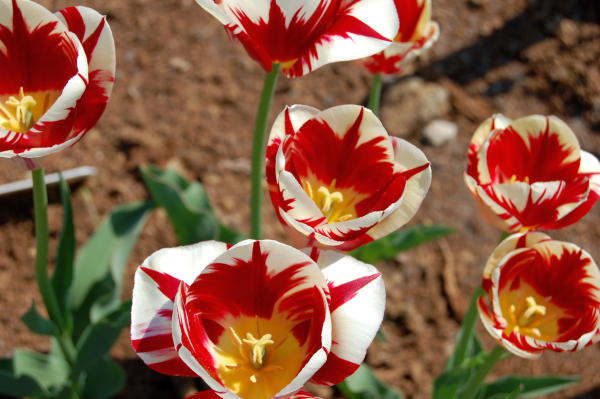 tallinas-botaniskais-darzs botaniskais darzs tallina 12 Tallinas botāniskais dārzs