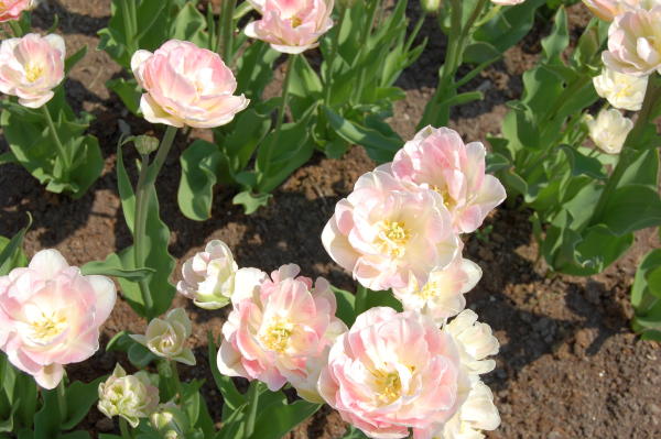 tallinas-botaniskais-darzs botaniskais darzs tallina 13 Tallinas botāniskais dārzs