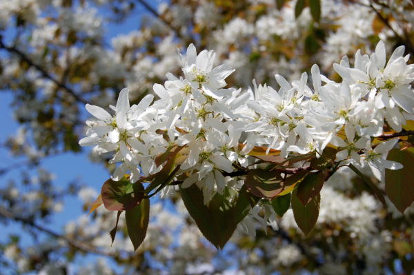 tallinas-botaniskais-darzs botaniskais darzs tallina 16 Tallinas botāniskais dārzs