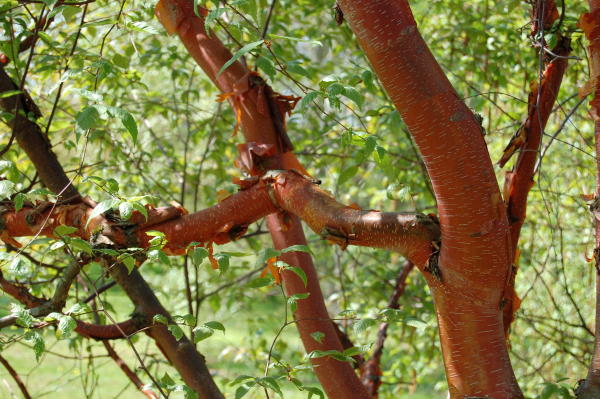 tallinas-botaniskais-darzs botaniskais darzs tallina 17 Tallinas botāniskais dārzs