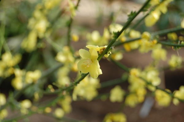 tallinas-botaniskais-darzs botaniskais darzs tallina 6 Tallinas botāniskais dārzs