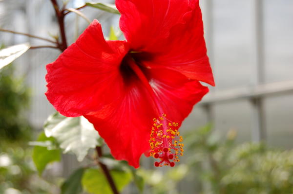 tallinas-botaniskais-darzs botaniskais darzs tallina 9 Tallinas botāniskais dārzs